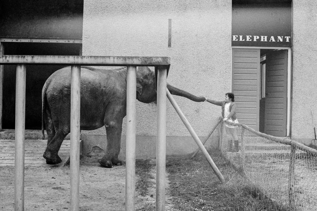 GB. WALES. Barry. Elephant in the zoo being fed. 1973.