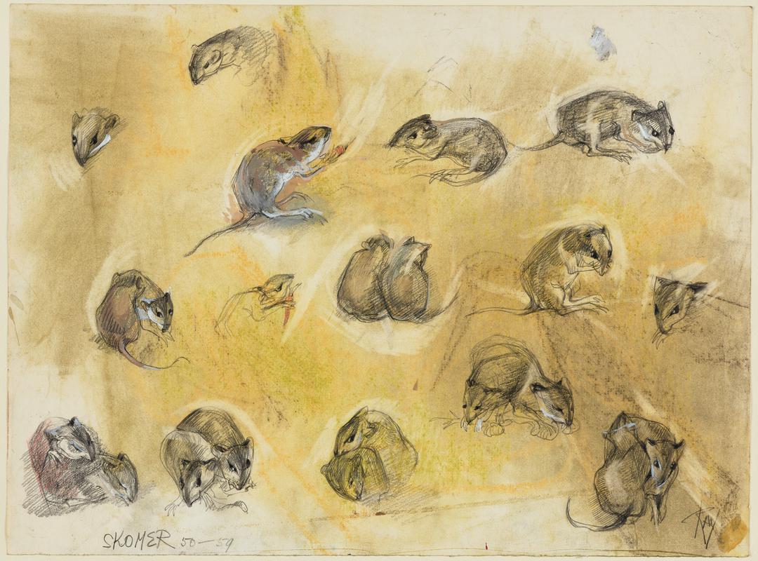 Skomer Voles