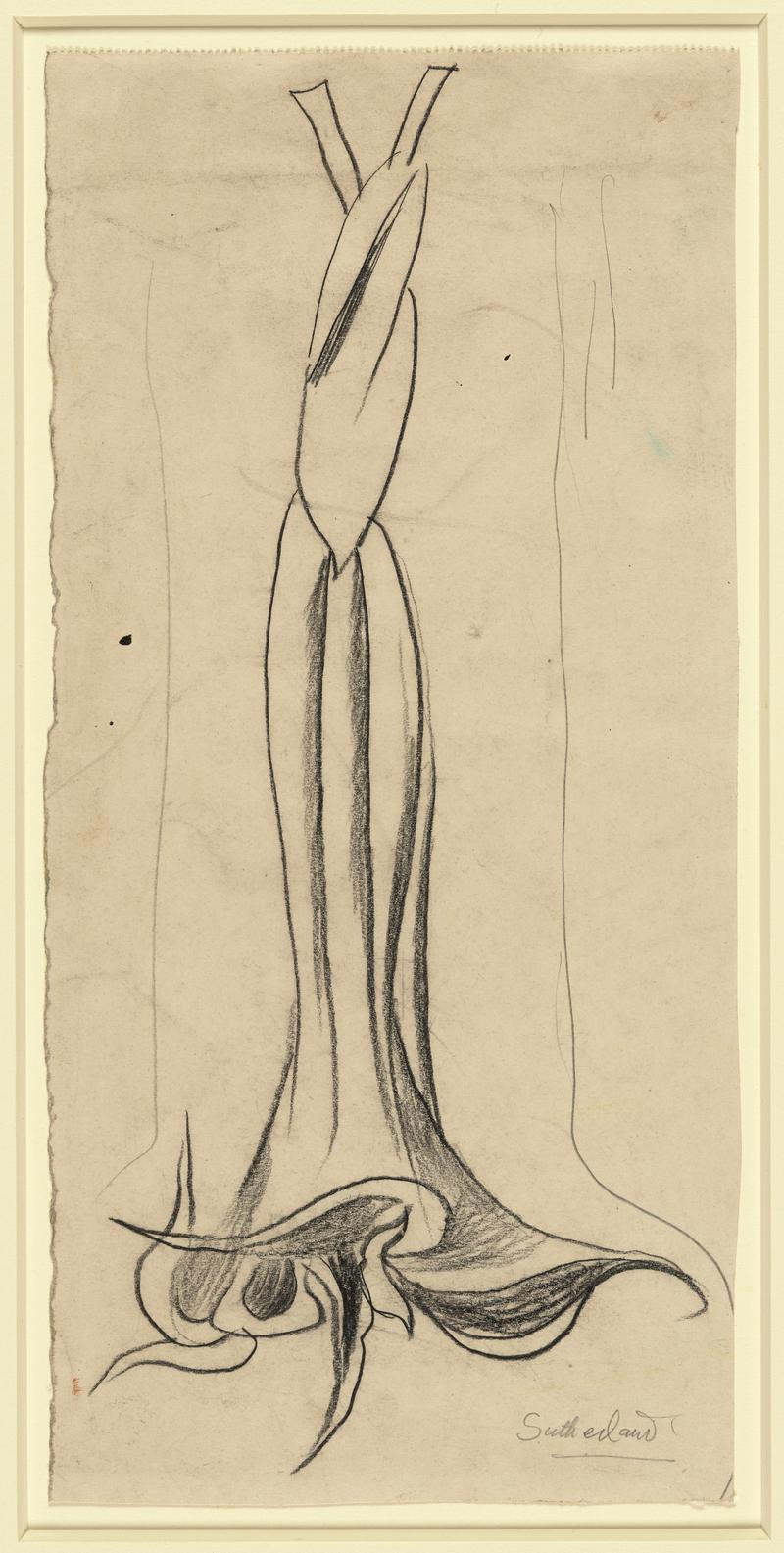 Datura