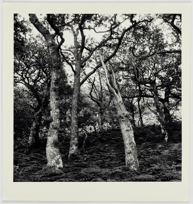 Oak Tree Elan Valley