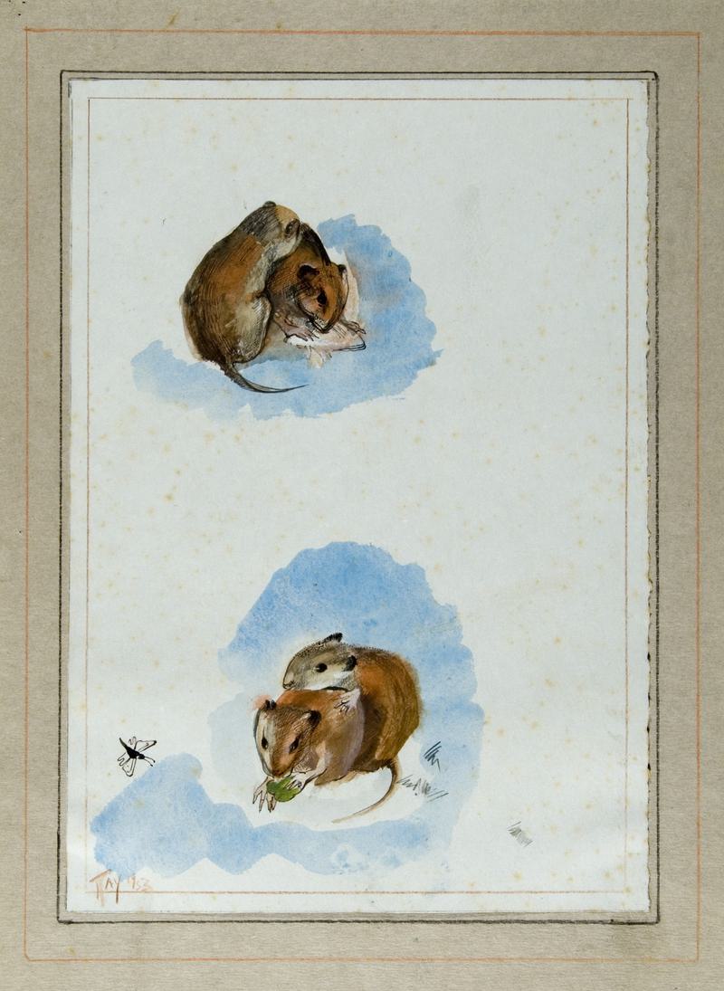 Skomer Voles