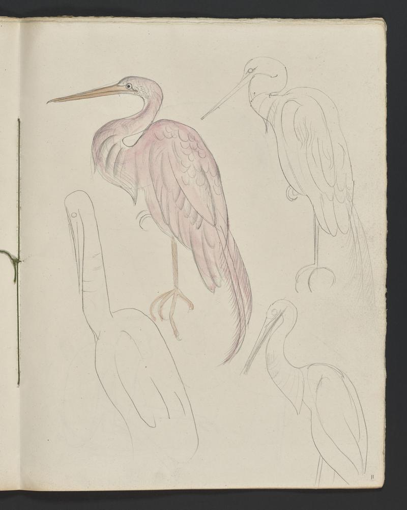 Sketchbook: Zoo Animals