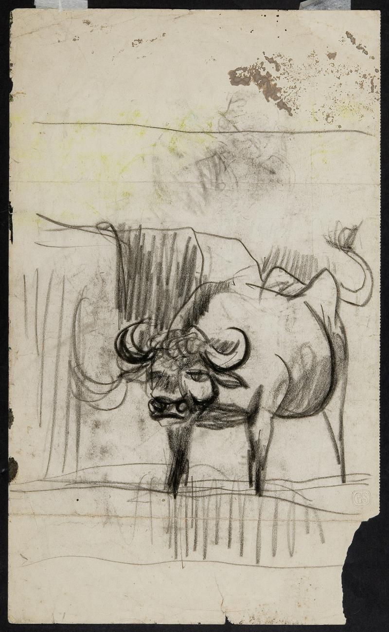 Study of a Cow