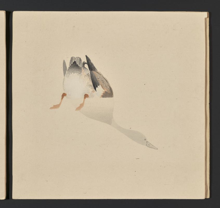 Duck flick book