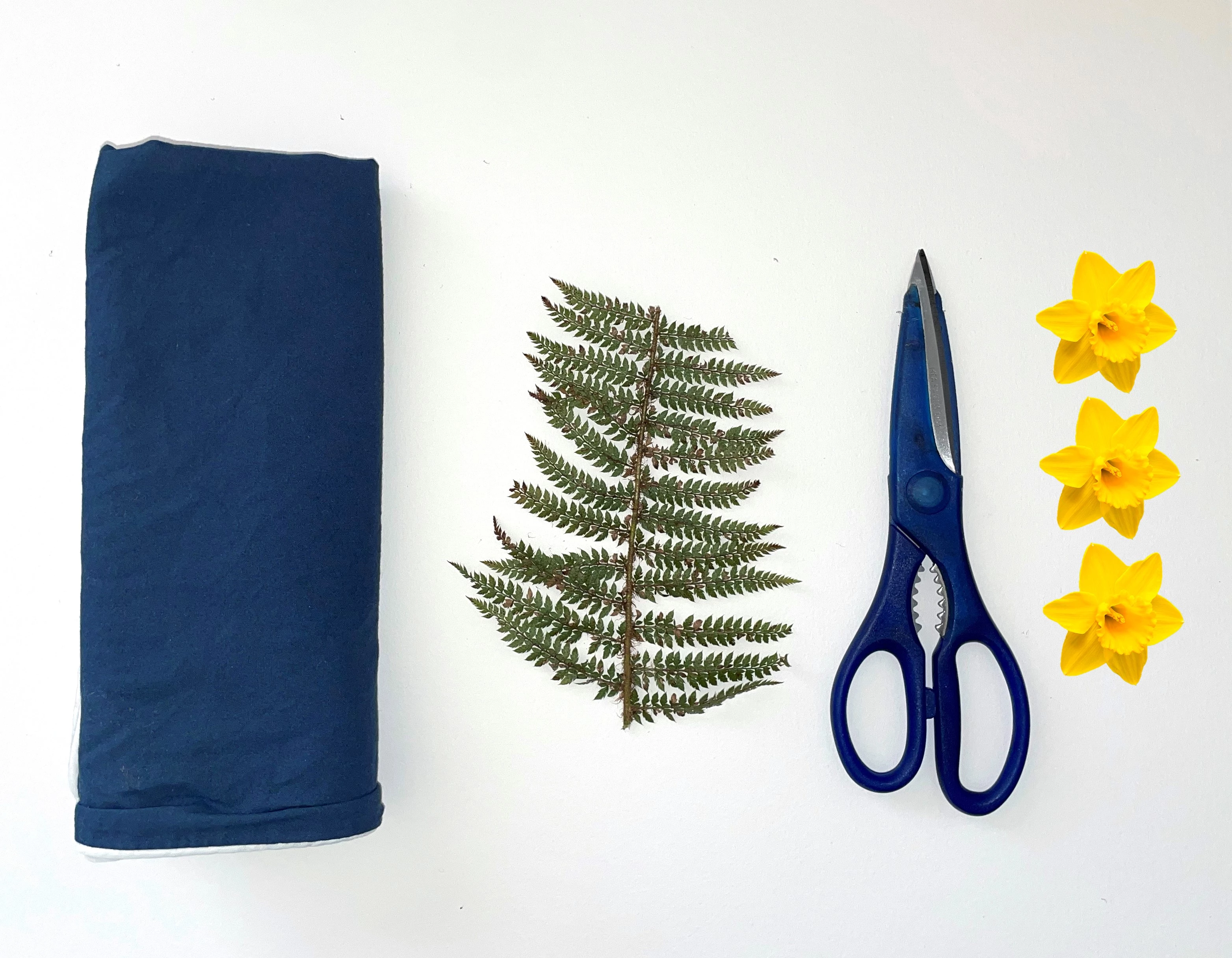 An arrangement of four items on a white background: a folded piece of blue fabric, a fern leaf, a blue pair of scissors and three daffodil heads.