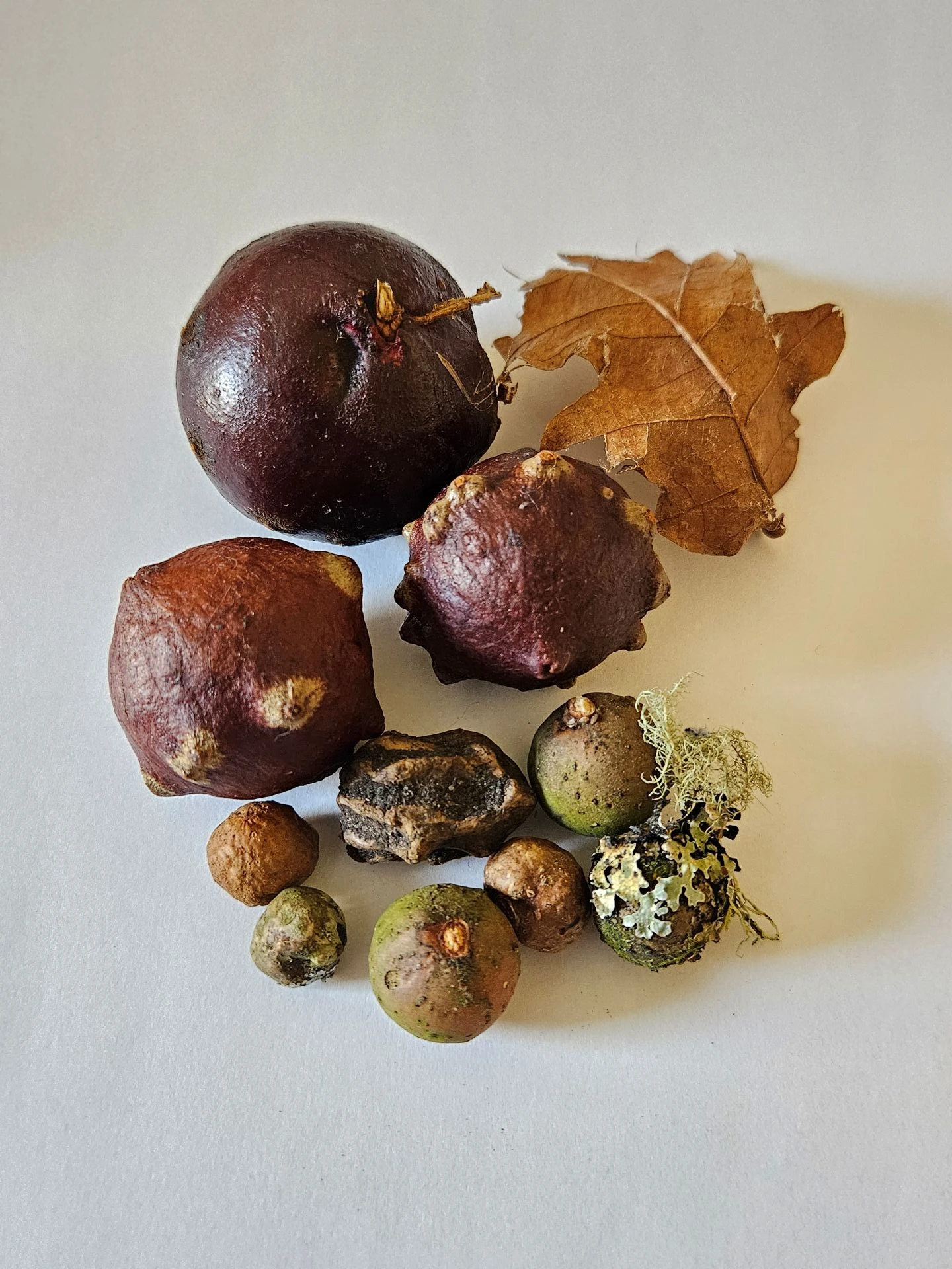 Photograph of various autumnal seeds: conkers, acorns and more.